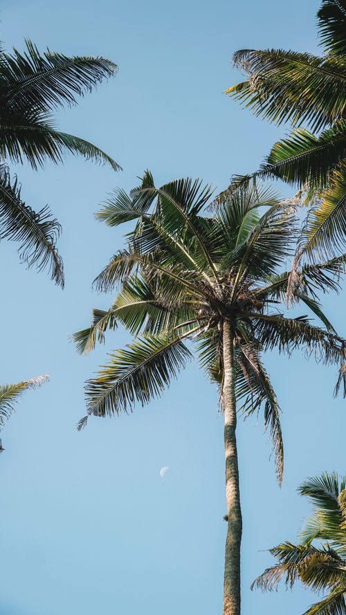 Free Low-angle view of coconut trees with the moon in a clear blue sky. Stock Photo