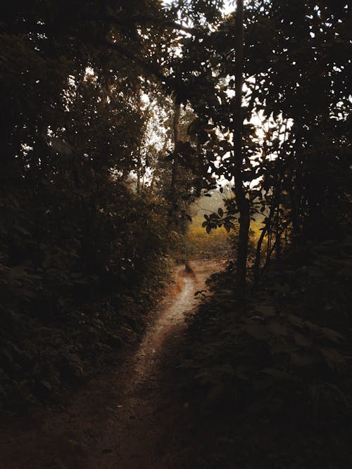 Footpath Between Forest Trees