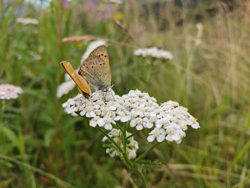 Gratis lagerfoto af bestøvning, hvide blomster, insekter