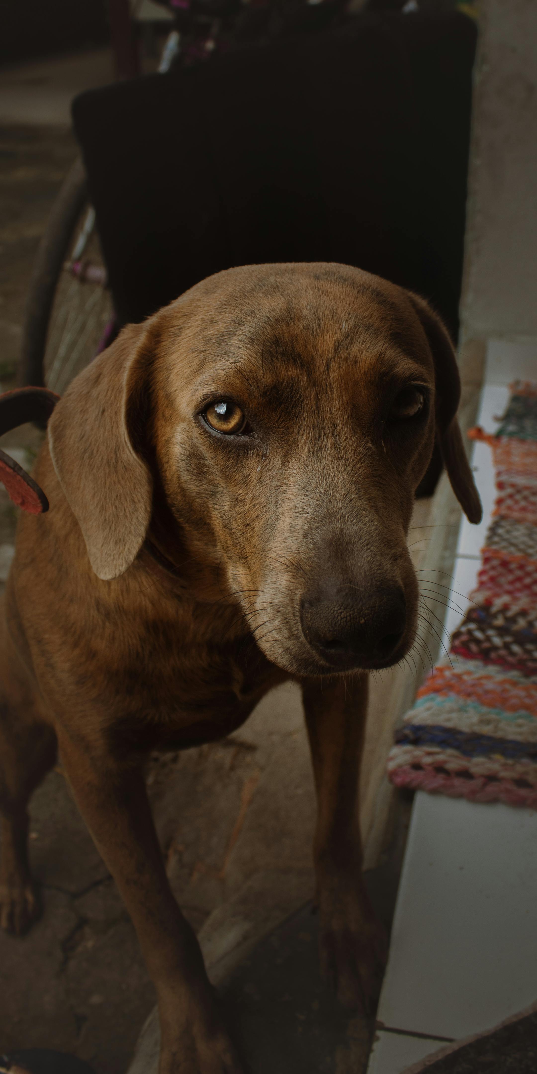 close up photo of a dog