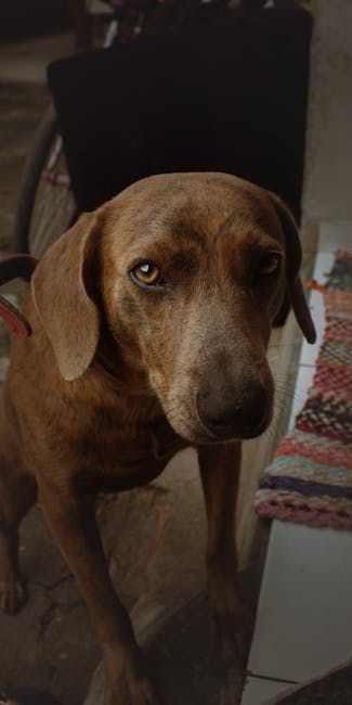 Plott Hound dog training guide - Bold, Loyal, Alert Hound breed from United States