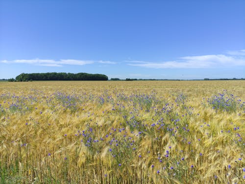 Ücretsiz alan, arazi, buğday içeren Ücretsiz stok fotoğraf Stok Fotoğraflar