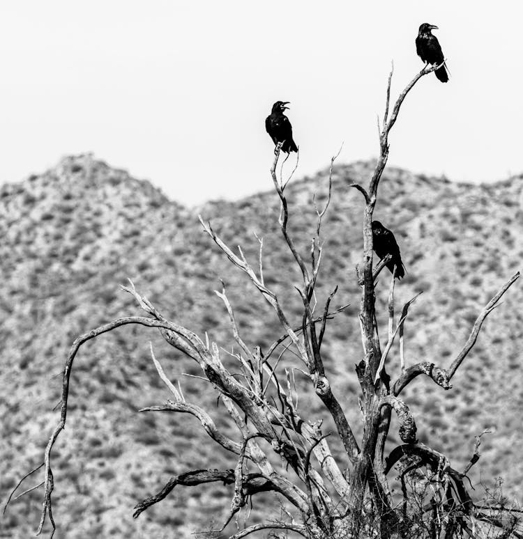 A Grayscale Of Ravens On A Dead Tree