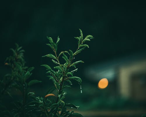 bitki, bitki örtüsü, ıslak içeren Ücretsiz stok fotoğraf