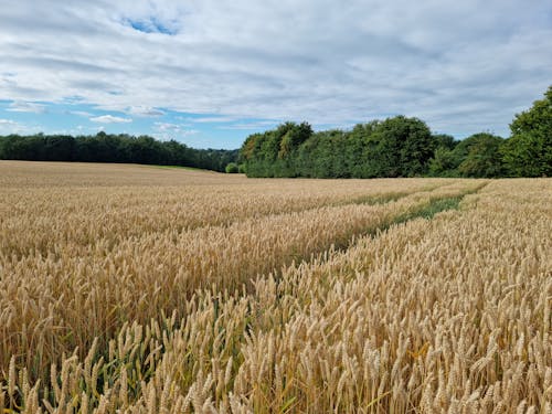 A Field of Wheat under a Cloudy Sky