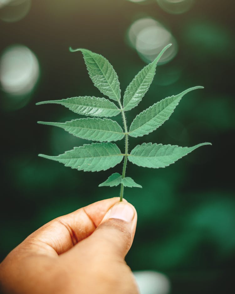 A Close-Up Shot Of A Person Holding A Stem With Green Leaves