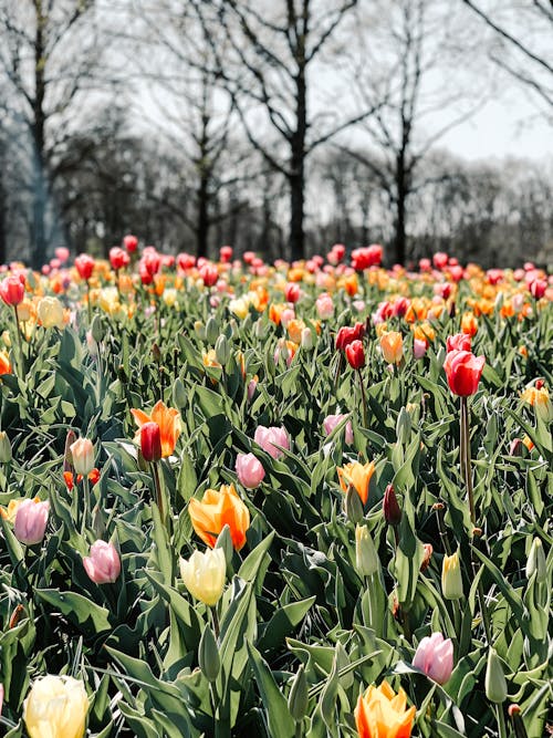 Gratis lagerfoto af blade, blomster, blomstrende