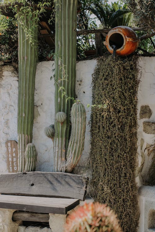 Kostnadsfria Kostnadsfri bild av anläggning, kaktus, växa Stock foto
