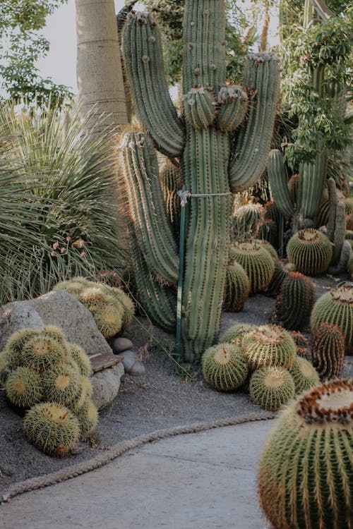 Photograph of Green Cacti
