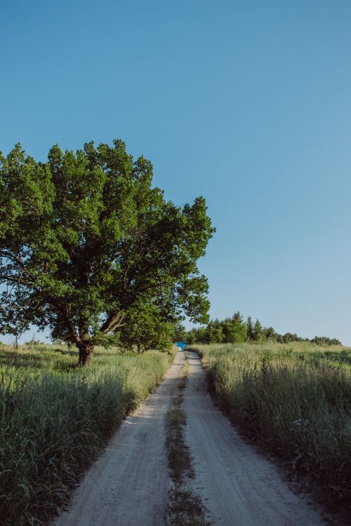 Free Peaceful dirt road in countryside with a large green tree and clear blue sky. Stock Photo