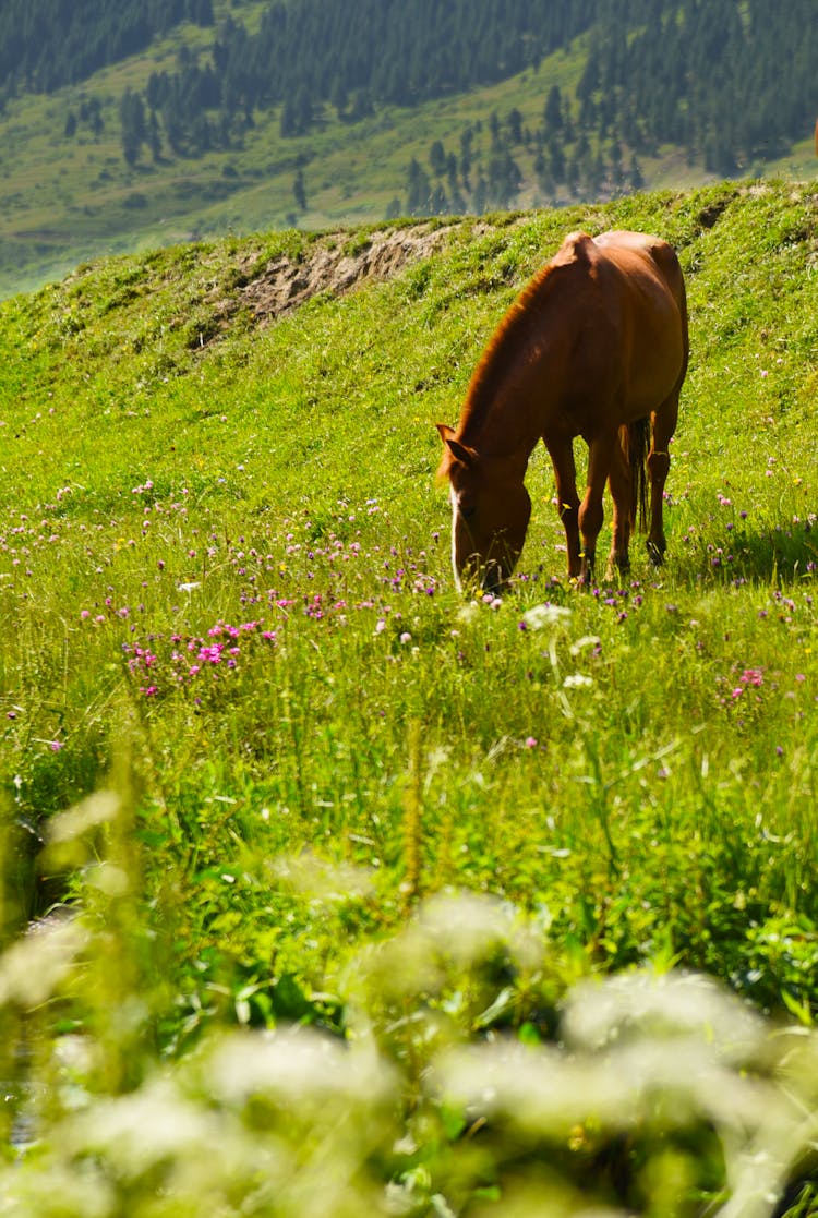 Brown Horse Eating Green Grass