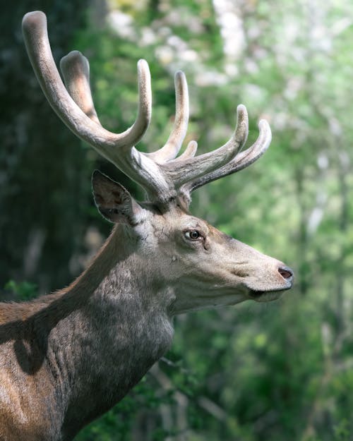 Základová fotografie zdarma na téma fotografování zvířat, jelen, parohy