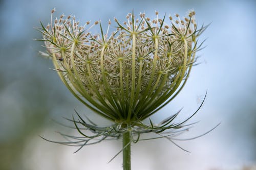 Close-up van een plant Daucus carota