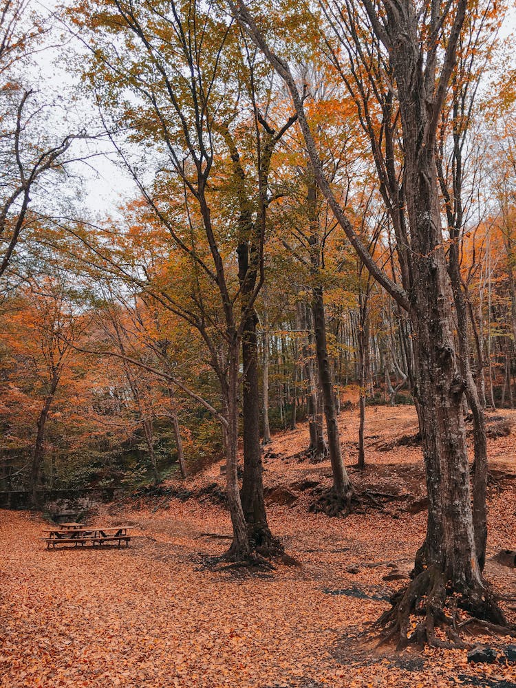 Autumn Trees In The Forest