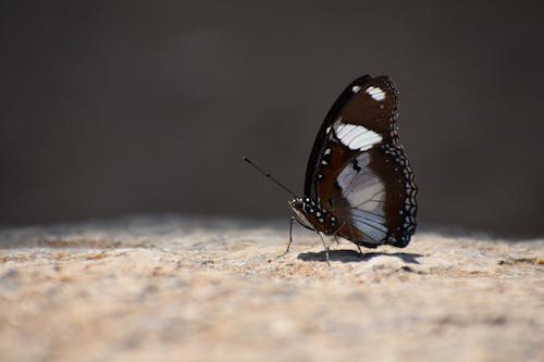 Close-Up Shot of a Butterfly on Concrete Surface