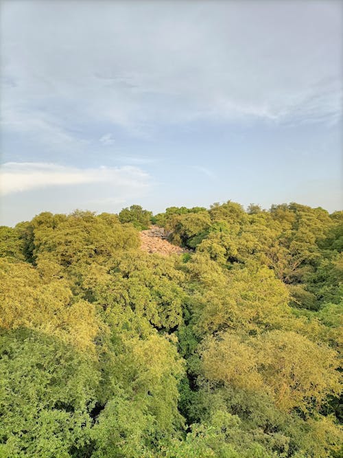 Foto d'estoc gratuïta de arbres verds, bosc, cel