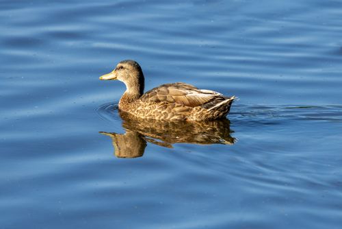 Free Mallard duck gliding gracefully on a calm pond in Marlborough, MA. Stock Photo