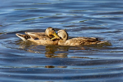 Free Two mallard ducks interacting closely on the water surface in Marlborough, MA. Stock Photo