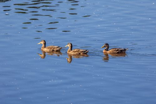 Free Three mallard ducks gracefully swim in tranquil blue water, creating a peaceful scene. Stock Photo