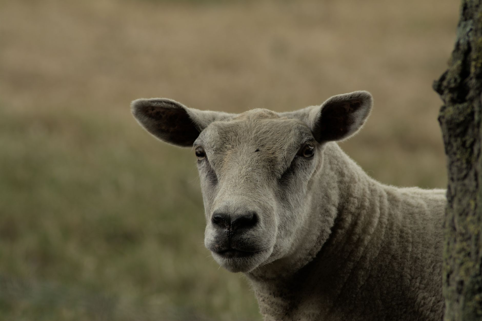 Portrait of a sheep at a veterinary clinic