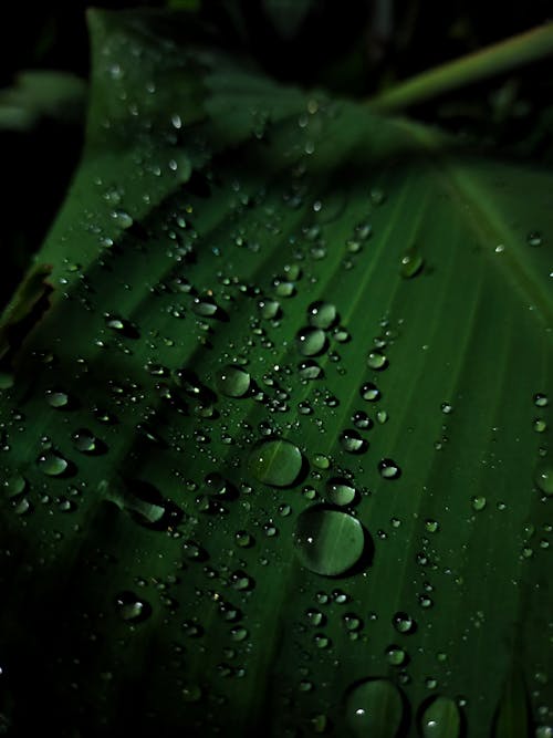 Kostnadsfri bild av blad, droppar, efter regn