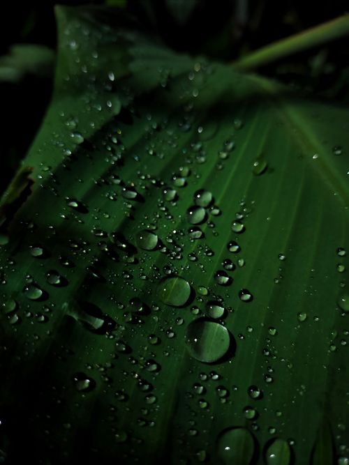 Free Close-up view of raindrops on a green leaf in New Delhi after rain. Stock Photo