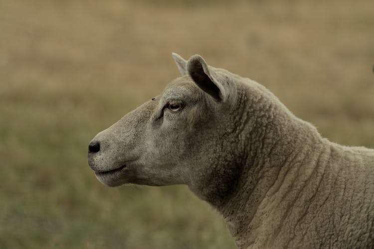 Head Of A Sheep 