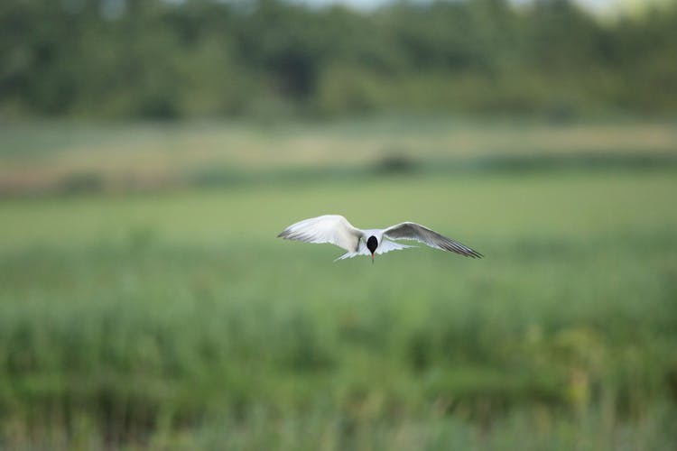 A Bird Flying 