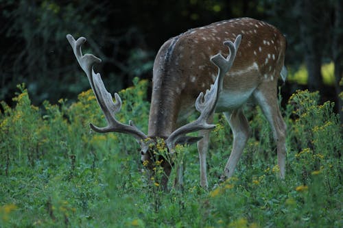 Close-Up Shot of a European Fallow Deer Eating Green Grass
