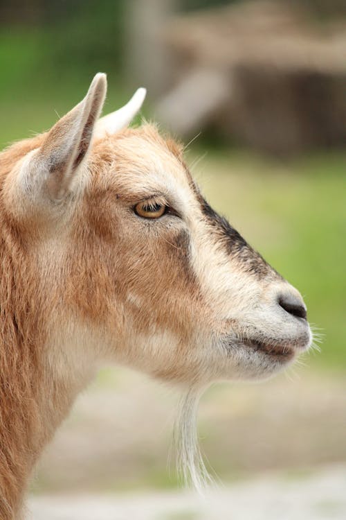 Close-Up Photograph of a Goat