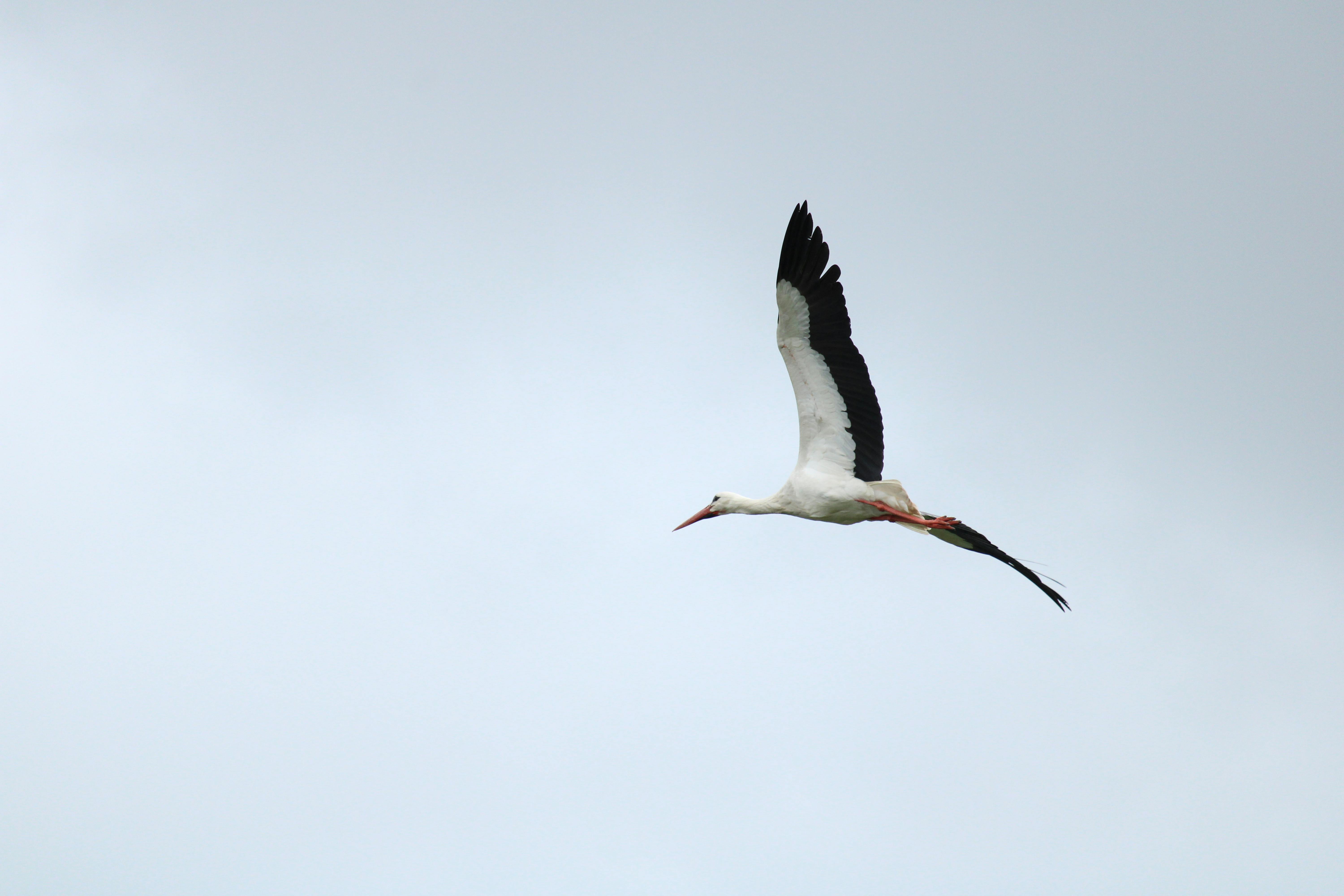 Beeld De Werker Stork Hengelo