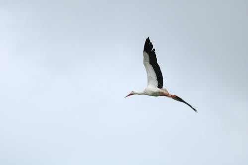 Free A Stork Flying in the Sky  Stock Photo