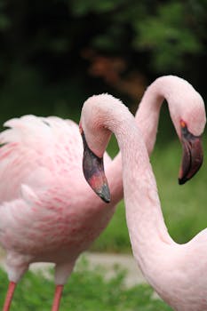 Close-up of two elegant pink flamingos standing gracefully in lush greenery.