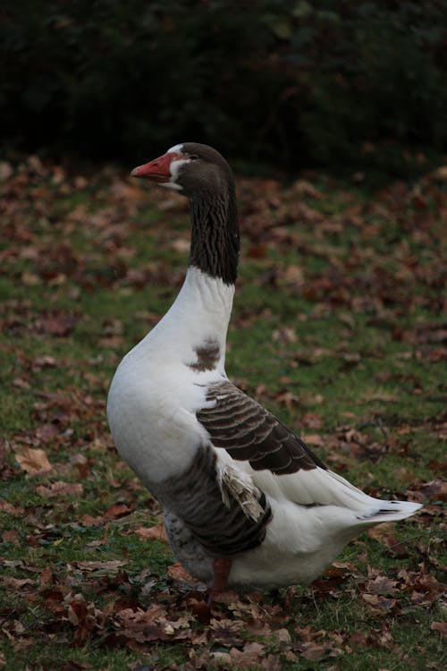 Photograph of a Goose