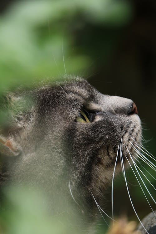 A Close-up Shot of Cat's Face in Side View