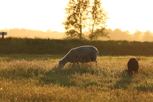 Foto d'estoc gratuïta de animals, camp d'herba, gespa verda