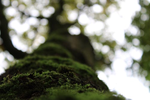 Základová fotografie zdarma na téma bokeh, detail, mech