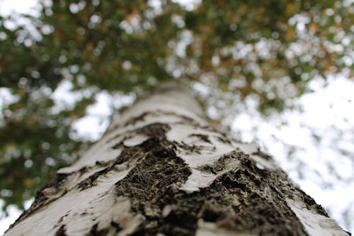 Základová fotografie zdarma na téma detail, drsný, hloubka ostrosti