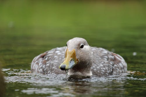 Close-Up Shot of a Duck on the Water 