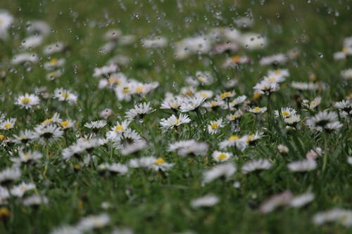 Základová fotografie zdarma na téma déšť, flóra, kvést
