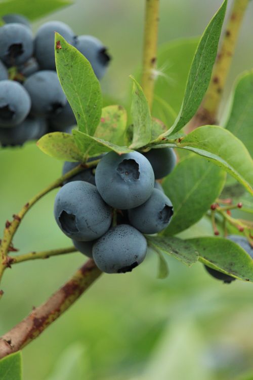 Free Close-up of ripe blueberries on a branch surrounded by green leaves. Perfect for fresh fruit imagery. Stock Photo