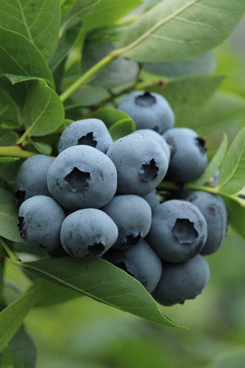 Free Close-up of ripe blueberries on the bush, showcasing fresh fruit and green foliage. Stock Photo