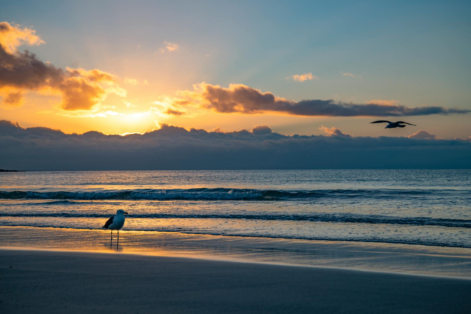 Serene beach in Cape Town with a beautiful sunset and seagulls in view, perfect for travel inspiration.