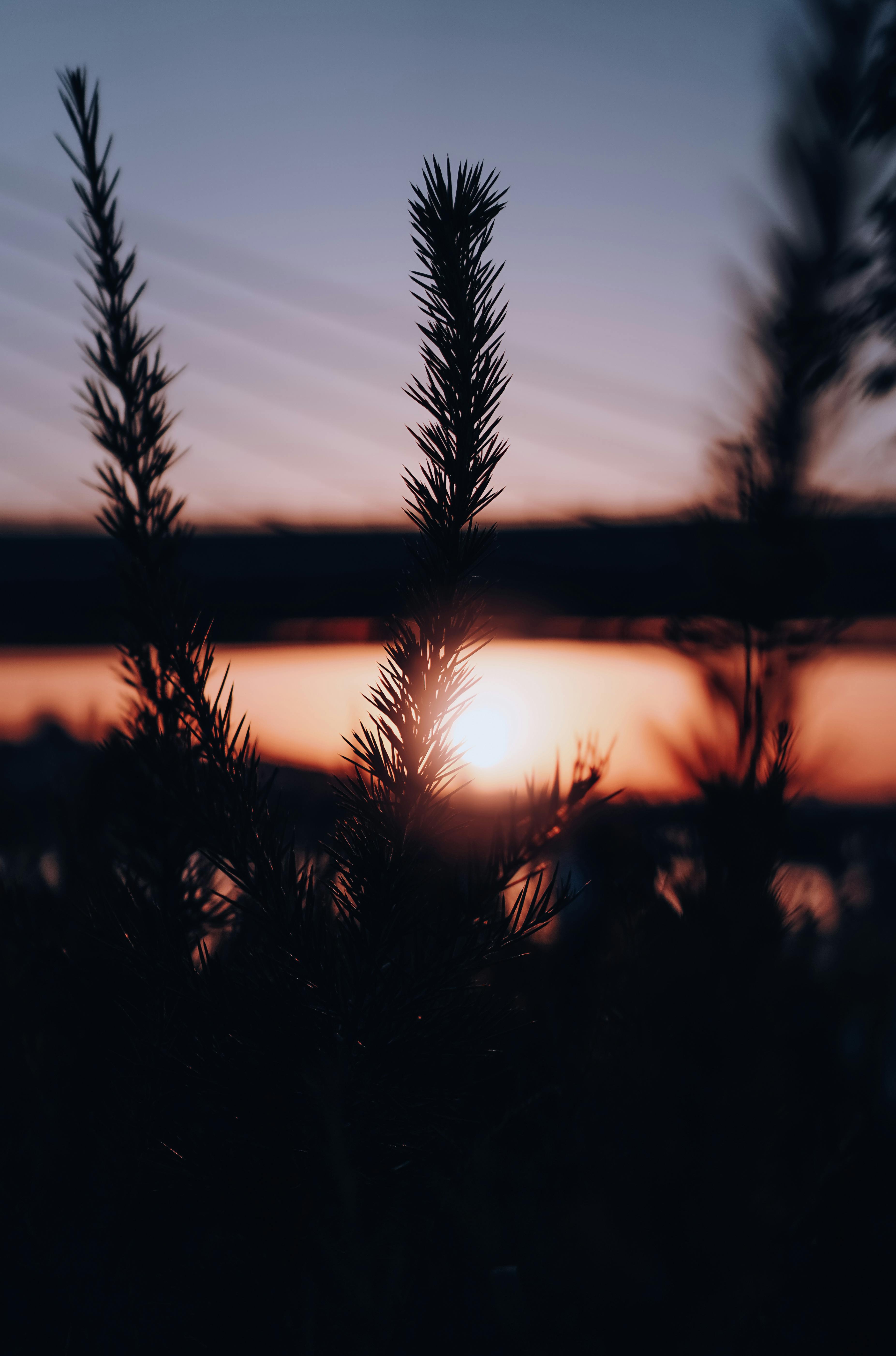 Silhouette of pine leaves with a breathtaking sunset in Istanbul, Turkey.