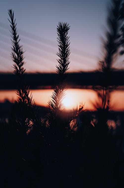 Free Silhouette of Plants during Sunset Stock Photo