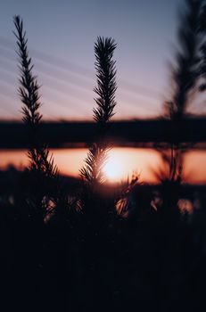 Silhouette of pine leaves with a breathtaking sunset in Istanbul, Turkey.