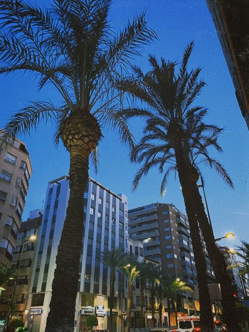 Photo by Lara Farber A vibrant cityscape showcasing tall palm trees against modern high-rise buildings during twilight.