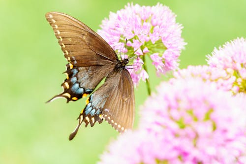 Close-Up Shot of a Brown Butterfly Perched on a Purple Flower