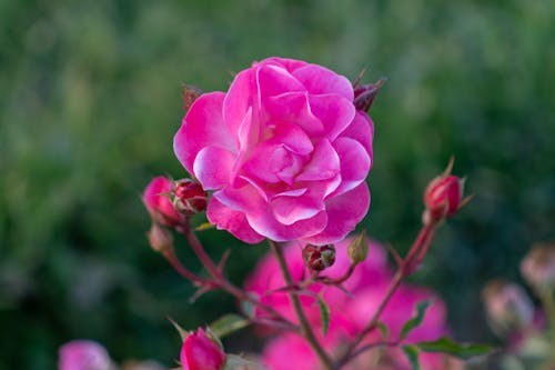 Pink Rose in Bloom