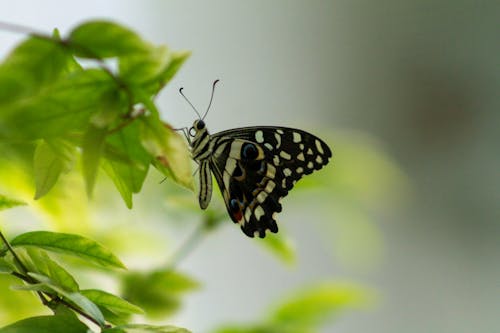 Miễn phí Ảnh lưu trữ miễn phí về bướm vôi, cận cảnh, chụp ảnh côn trùng Ảnh lưu trữ